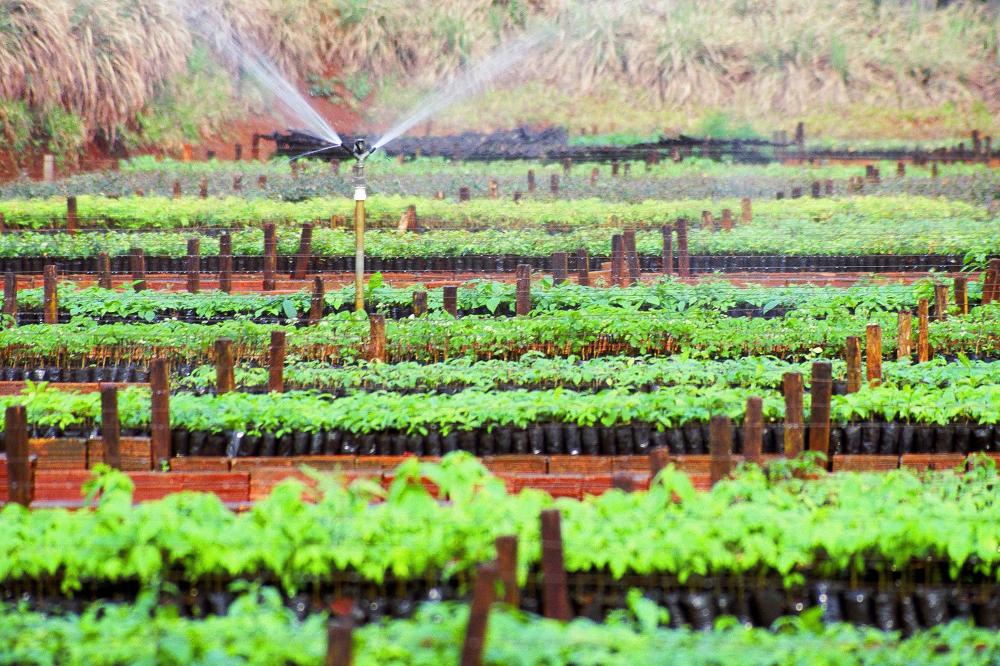 Semana da árvore: IAT disponibiliza 70 mil mudas para recuperar 78 hectares Foto: Denis Ferreira Netto