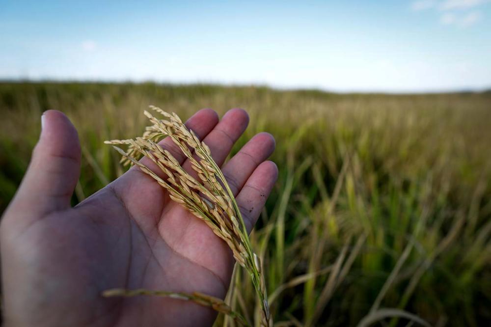 Vale lembrar que o custo de produção tem aumentado nessas cinco safras, por conta, especialmente, do encarecimento da energia elétrica para a irrigação e dos acréscimos nos valores do diesel e do frete rodoviário.Foto Sistema CNA/Wenderson Araujo