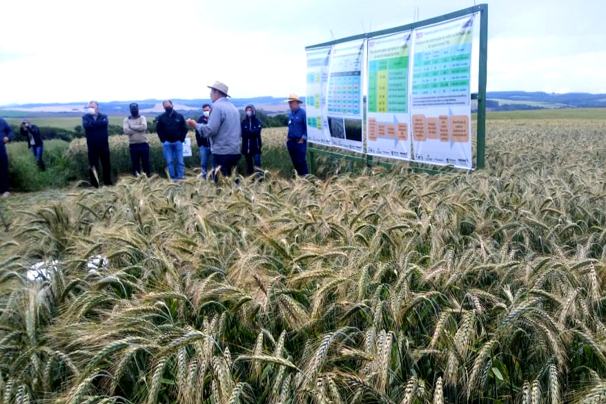 IDR-Paraná mostra viabilidade do cultivo de cereais de inverno em Ponta Grossa Foto: IDR-PR