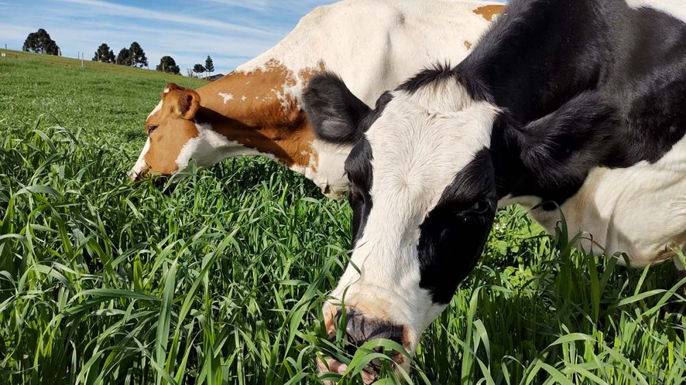 Castro e Carambeí: líderes na produção de leite. Foto Toninho Anhaia