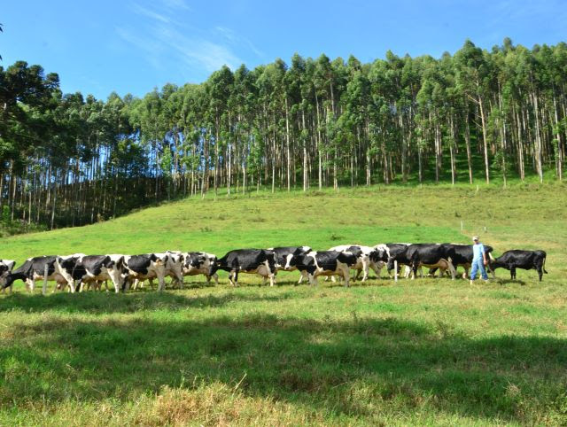 Objetivo é conectar pessoas e conhecimento na cadeia produtiva da pecuária