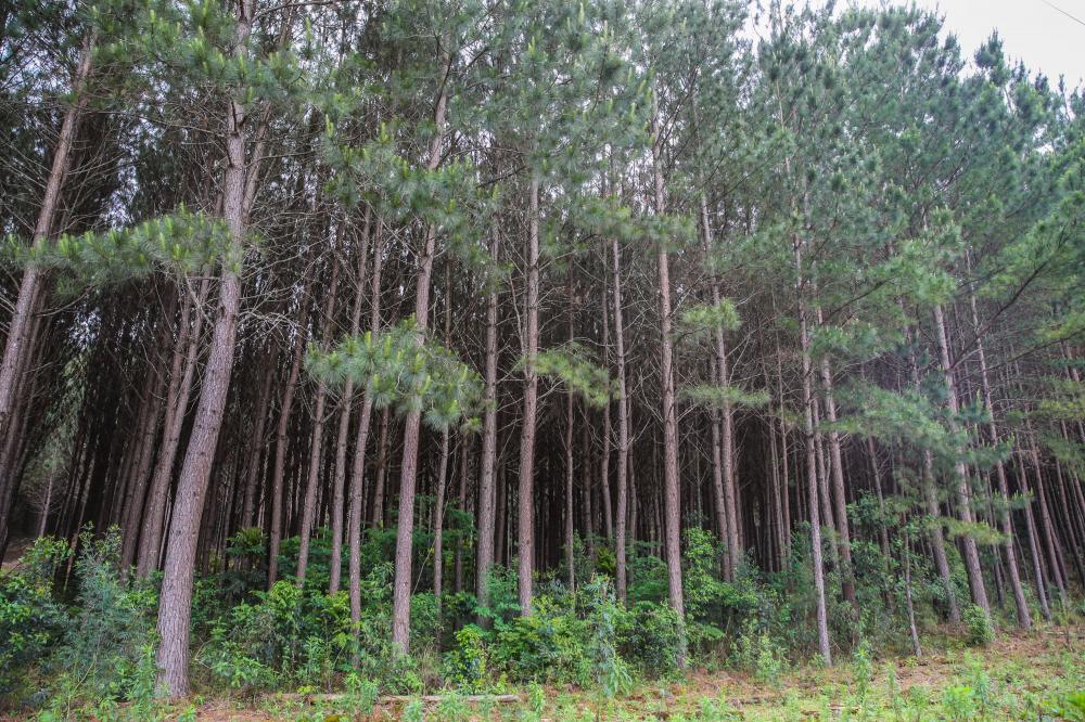 Paraná lidera a produção nacional de lenha e produtos alimentícios da silvicultura. Pinus. Foto: Geraldo Bubniak/AEN
