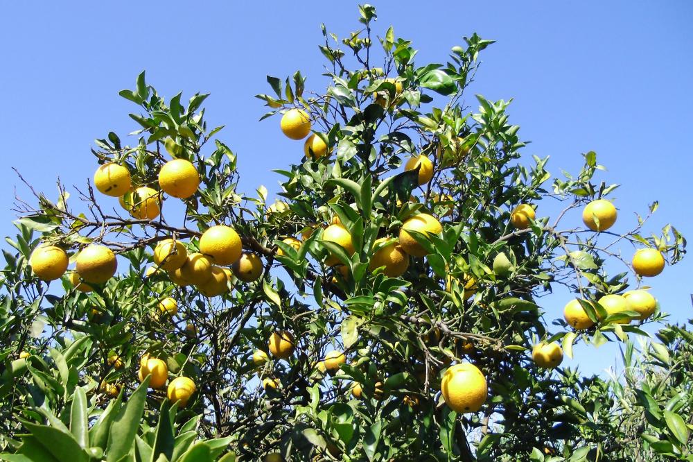 Estudo conduzido por técnicos do IDR indica melhores opções de laranja-pera para agricultura Foto: IDR-PARANÁ
