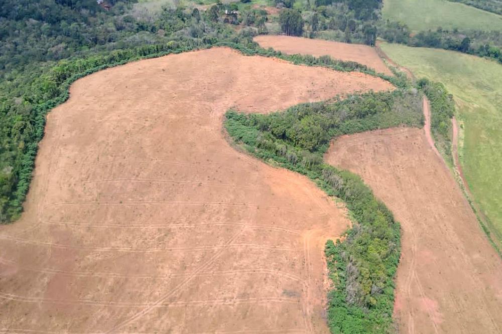 A sétima edição da Operação Mata Atlântica em Pé aplicou mais de R$ 28 milhões em multas por desmatamento ilegal no Paraná. Foto: IAT-PR