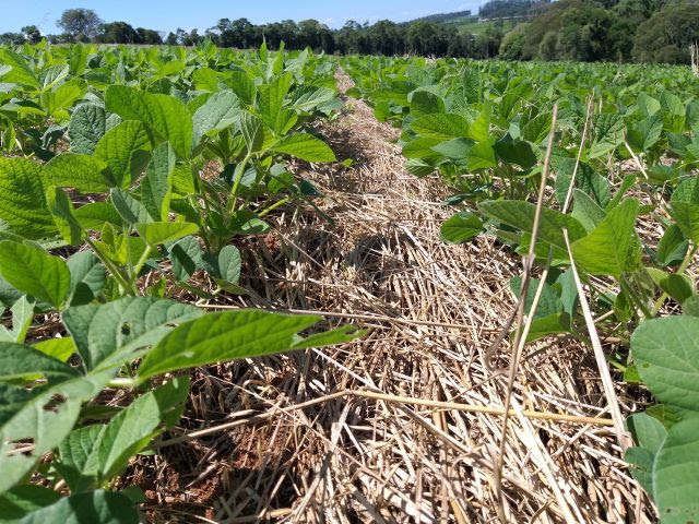 Uso de plantas de cobertura é uma das práticas do plantio direto