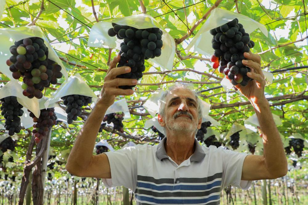 Antônio Pérez Martinez, produtor de Uva Nubia, plantou a primeira parreira em 1990 numa área de cinco mil metros quadrados. Com o passar do tempo, a rentabilidade da propriedade foi aumentando a ponto de Martinez expandir a produção, chegando a quatro hec