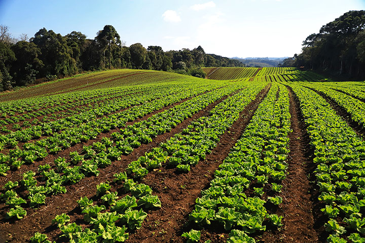 Paraná se torna referência nacional em atividades econômicas de baixo risco ambiental Foto: José Fernando Ogura