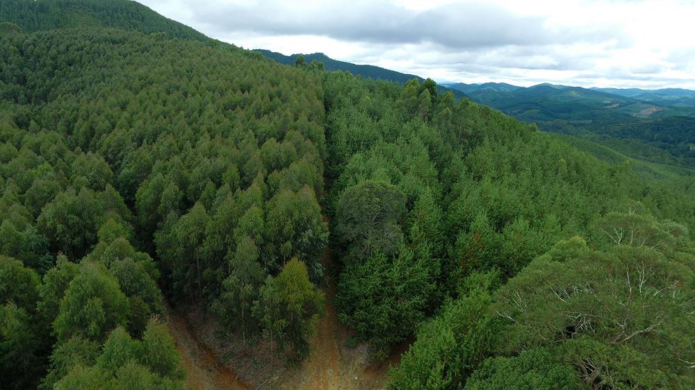 Floresta Melhoramentos | Foto: Divulgação