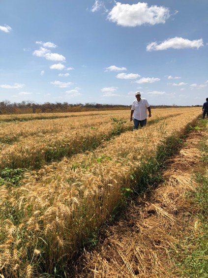 O ciclo de produção no Ceará teve uma duração de apenas 75 dias, enquanto nas principais regiões produtoras do Brasil o ciclo entre plantação e colheita ocorre entre 140 e 180 dias. 