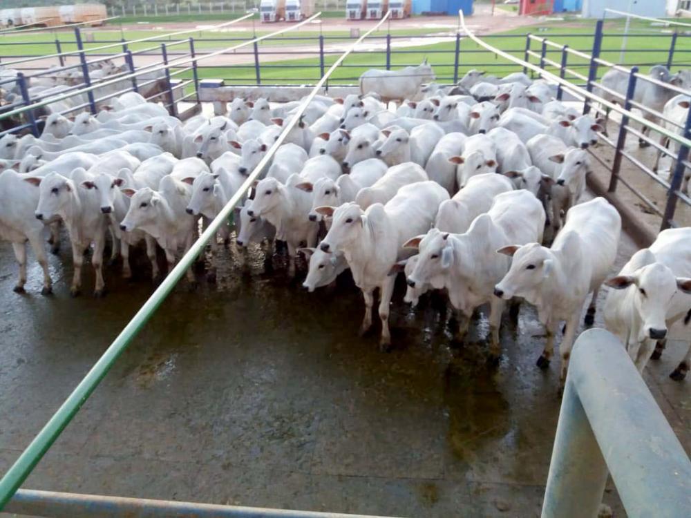 Promovido desde 1999, o Circuito conta com apoio da Friboi e Matsuda Sementes e Nutrição Animal e cresce a cada ano: em 2020, estão previstas 40 etapas em 11 estados.