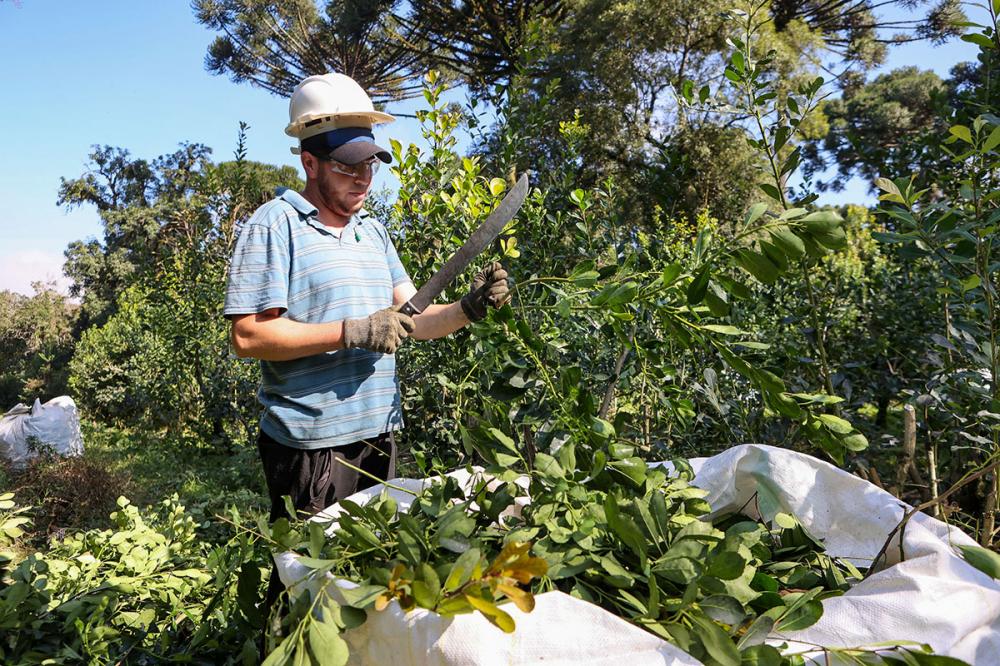 Tradicional erva-mate de São Mateus do Sul se reinventa e ganha novos mercados Foto: Gilson Abreu/AEN