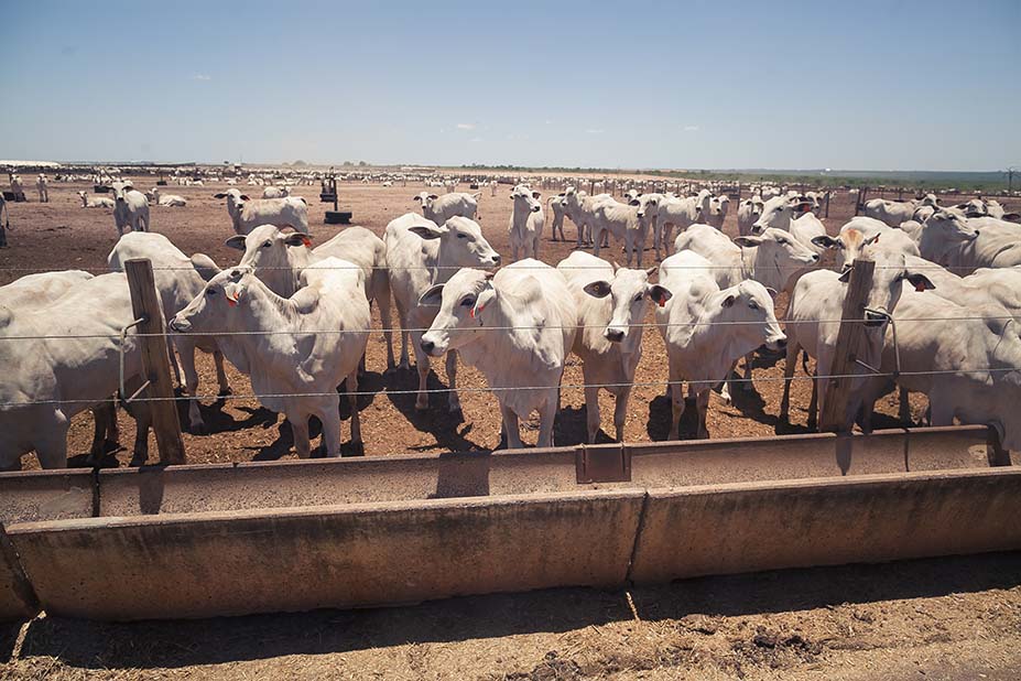 A ferramenta vai dar mais transparência ao processo de licenciamento ambiental.Fotos Sistema CNA/Wenderson Araujo.