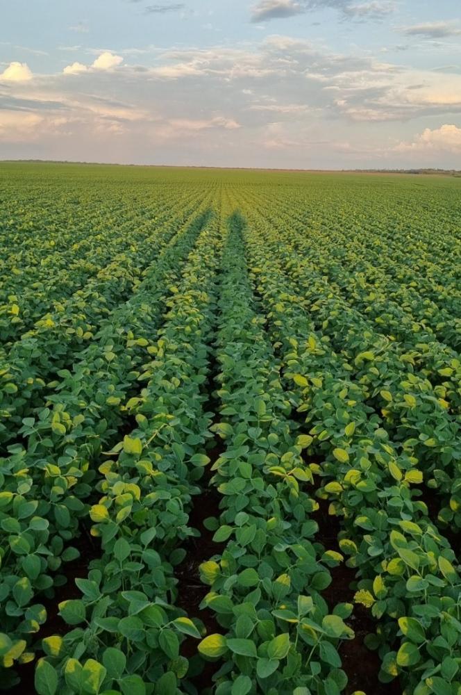 Evolução da melhor semente promove maior produtividade e redução drástica dos riscos para o produtor