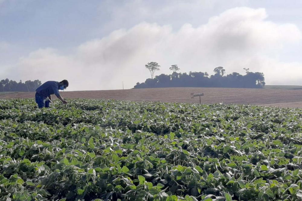 Com coletores de esporos e dados meteorológicos, os agricultores têm um aliado para proteger suas lavouras e reduzir o uso de fungicidas. Fotos IDR-Paraná