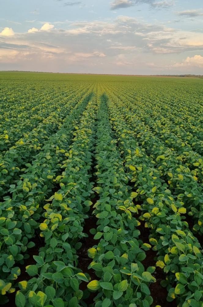 Evolução da melhor semente promove maior produtividade e redução drástica dos riscos para o produtor
