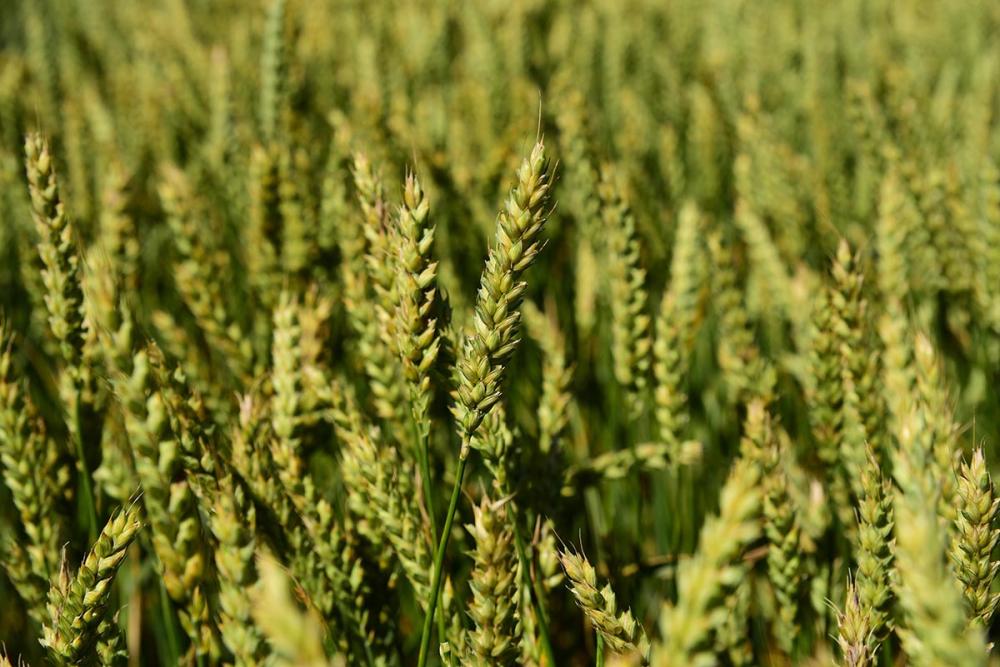 Lavoura de Biotrigo Weiss em Coxilha, município da região norte do Rio Grande do Sul. Créditos da foto 2: Divulgação Biotrigo/Diogo Zanatta
