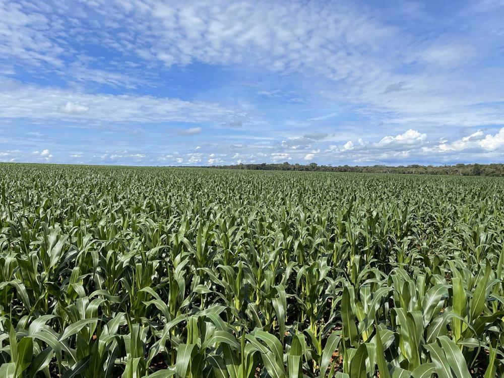 Desafios climáticos moldando o futuro da agricultura do milho. IV Encontro Técnico Milho: Discutindo tecnologias e estratégias para um cenário em constante mudança. foto Divulgação