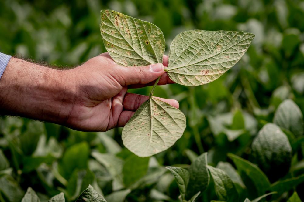Pesquisa promovida pela Satis, empresa especialista em nutrição vegetal, mostrou que o uso de fungicidas combinado com Fulland colabora para a eficácia do manejo fitossanitário. Foto Divulgação