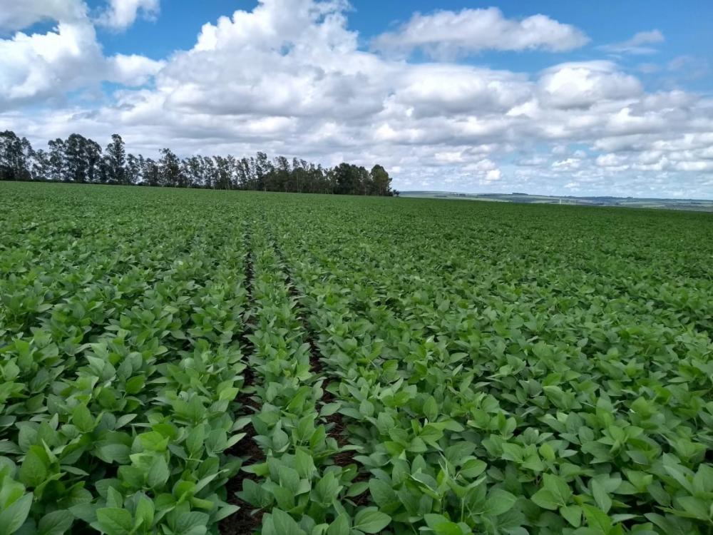 Além da melhora no aspecto visual da folhagem, outros dois pontos positivos apontados pelo produtor foram a boa distribuição do adubo pelo solo e o aumento da produtividade.
