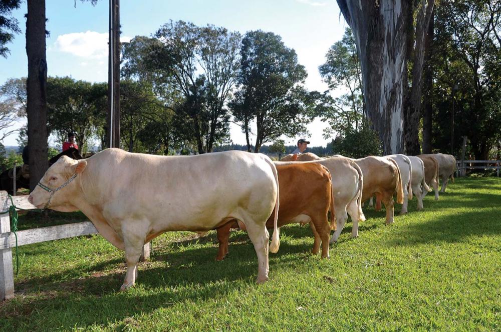 A genética um fator importante para o aprimoramento da pecuária, Foto Toninho Anhaia