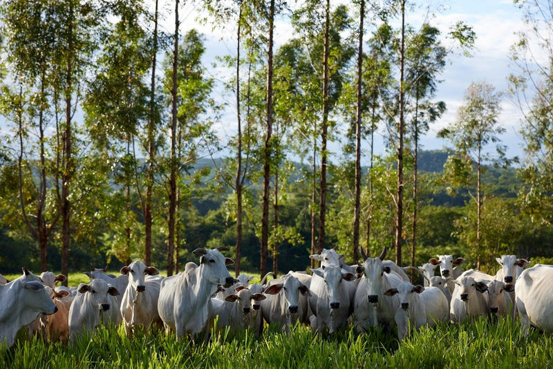 A iniciativa tem como foco analisar os aspectos legais, ambientais e sociais envolvidos na atividade pecuária. Foto Divulgação