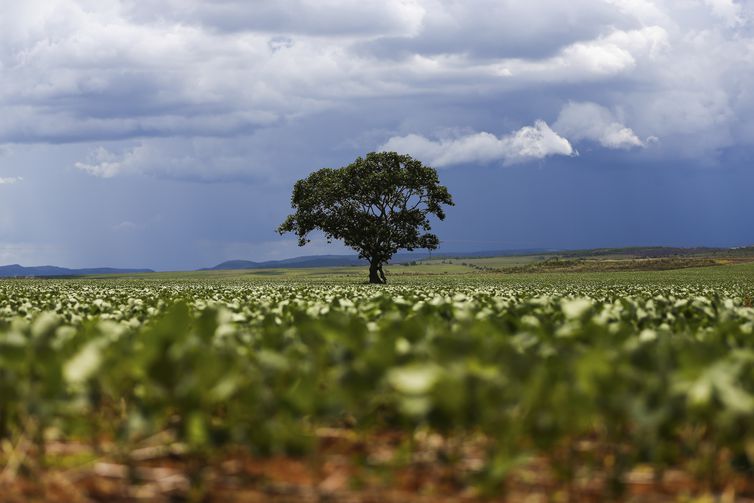 Falta de chuvas prejudica a agricultura do estado. Foto: Marcelo Camargo/Agência Brasil