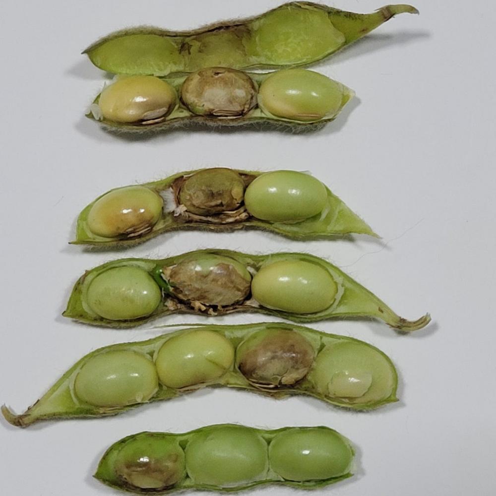 O fungicida Excalia Max controla a ferrugem asiática (Phakopsora pachyrhizi), a mancha alvo (Corynespora cassiicola), o crestamento foliar (Cercospora kikuchii) e a mancha parda (Septoria glycines), as duas últimas doenças de fim de ciclo.