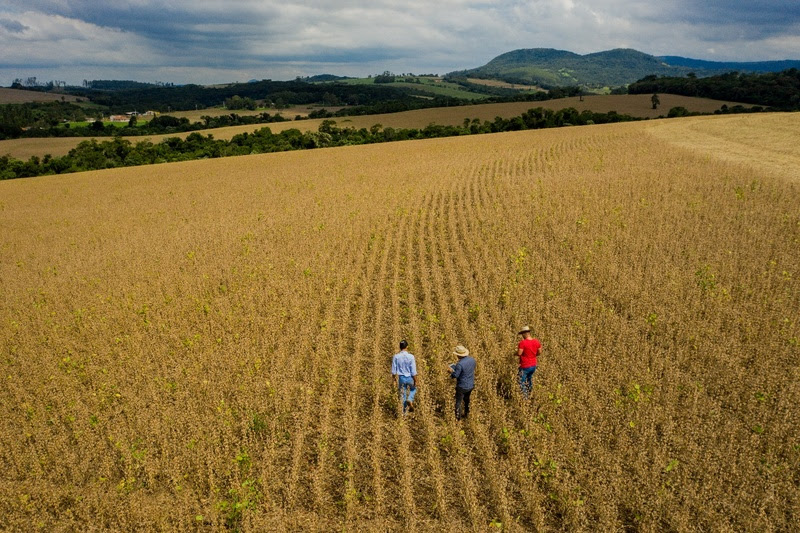 Os resultados superaram 130% a média produtiva nacional Veja a lista de vencedores regionais