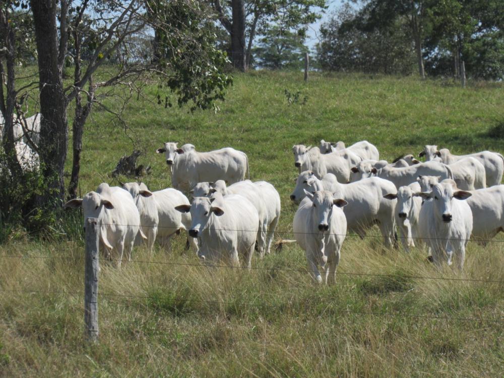 A bonificação é estabelecida através de uma tabela negociada anualmente com a indústria frigorífica. Foto: Associação Novilho Precoce MS