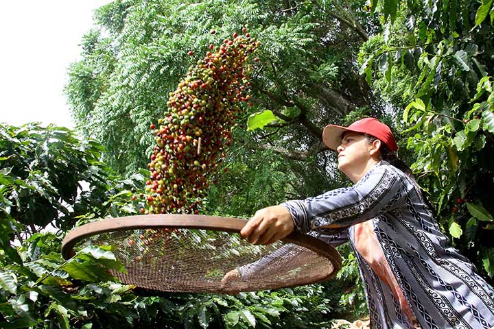 A colheita do café da safra 2019/20 já está encerrada no Paraná. Os números finais de produção ainda serão aferidos pela equipe de campo do Deral, mas a estimativa é de que tenham sido produzidas 943 mil sacas de 60 quilos em uma área de 35.556 hectares.