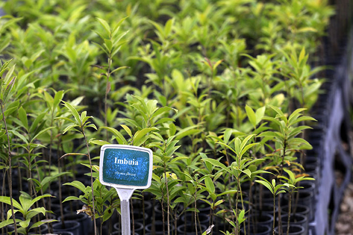 O objetivo é promover a restauração de 506,23 hectares com mudas produzidas nos 19 viveiros mantidos pelo IAT. O Paraná produz cerca de 100 espécies nativas, inclusive as ameaçadas de extinção como Imbuia, Araucária e Peroba Rosa.