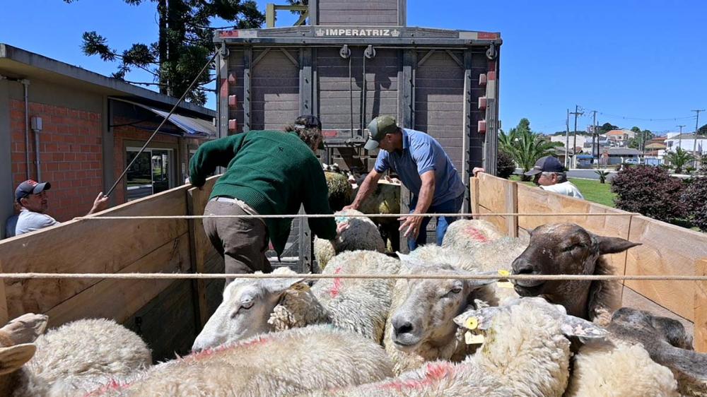 A parceria de sucesso entre Apisco com a Cordeiro Castrolanda, impulsionando a produção de ovinos e atendendo à crescente demanda por carne de cordeiro em Piraí do Sul, Paraná. Fotos Toninho Anhaia