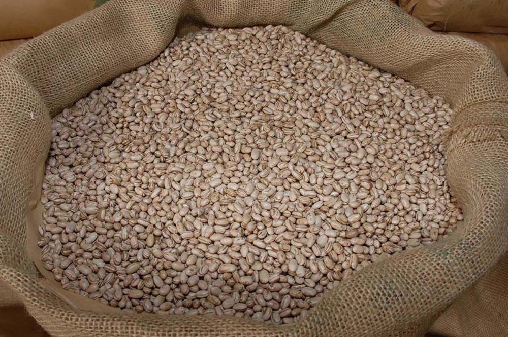 A escassez de feijão em 2024 preocupa: menor área, clima adverso. Consumidores buscam alternativas, e produtores enfrentam riscos de queda nos preços. Foto Toninho Anhaia