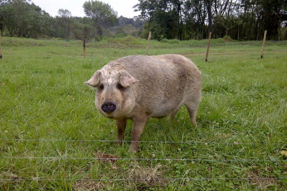Criação do porco Moura é sustentável, com o animal ao ar livre, solto em pasto aberto, e com alimentação específica e natural com frutos e vegetação nativa. Foto: Divulgação 