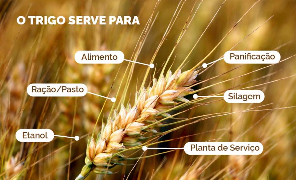 De acordo com o livro especial em comemoração aos 50 anos da Empresa Brasileira de Pesquisa Agropecuária (Embrapa), o trigo surgiu há mais de 10 mil anos no Oeste da Ásia. O seu consumo era inicialmente diferente, o grão era torrado no fogo ou triturado e