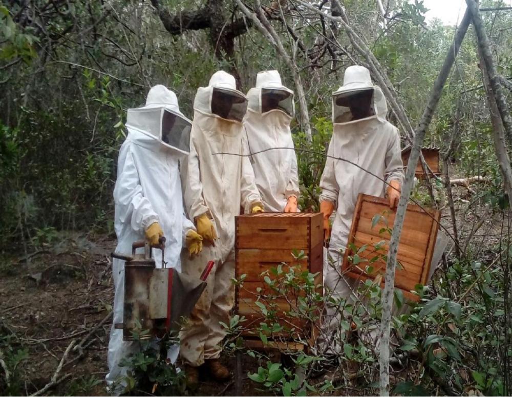 Em 2022 o Brasil produziu uma safra recorde com aproximadamente 60 mil toneladas de mel. Em Minas Gerais, a produção, no ano de 2022, foi de 7,512 mil toneladas. A agricultura familiar é responsável por mais 80% da produção de mel e por cerca de 70% da pr