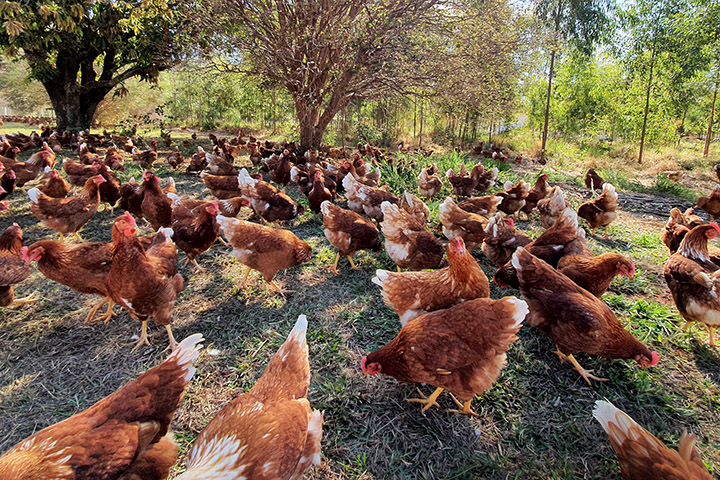 O grande diferencial dos ovos orgânicos caipiras refere-se à alimentação das aves e eles contam basicamente com a mesma excelente composição nutricional dos ovos tradicionais.
