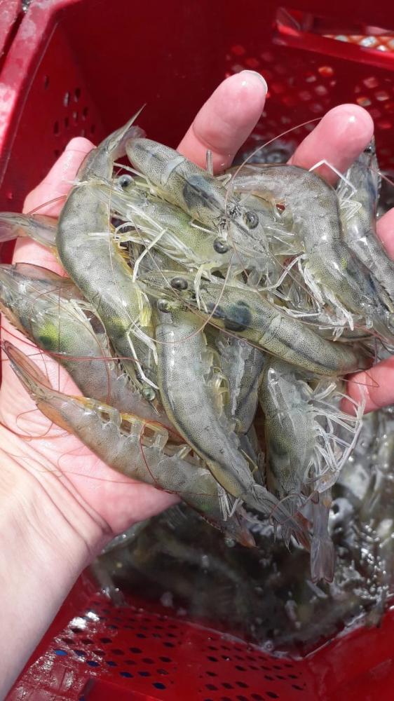Durante a Feira Nacional do Camarão (FENACAM 23), que acontece de 14 a 17 de novembro, em Natal (RN), produtores poderão acompanhar de perto as tendências do setor. Foto Divulgação
