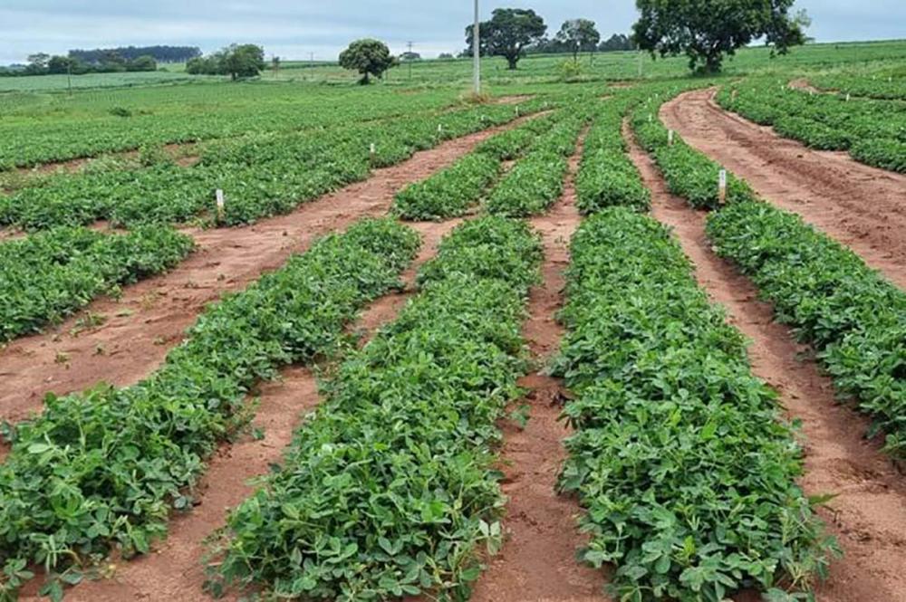 CRAS Brasil Plantação de amendoim da CRAS Agro