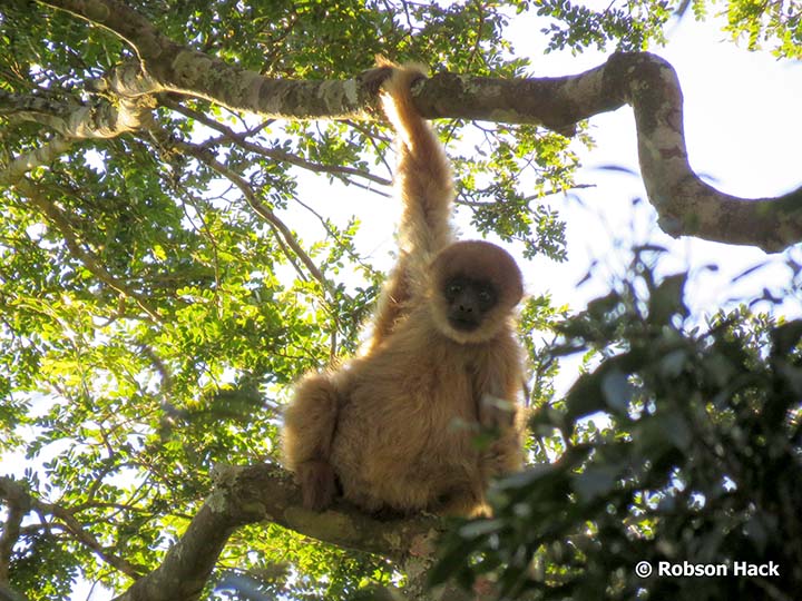 O muriqui-do-sul é o maior primata das Américas. Vive exclusivamente na Mata Atlântica (espécie endêmica) e é um grande dispersor de sementes, o que contribui para a preservação da floresta. Fotos Robson Hack/Lactec