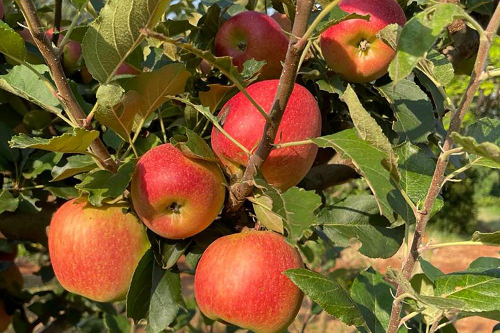 Produtores de São Jerônimo da Serra dão início à colheita de maçãs no Paraná Foto: IDR-Paraná