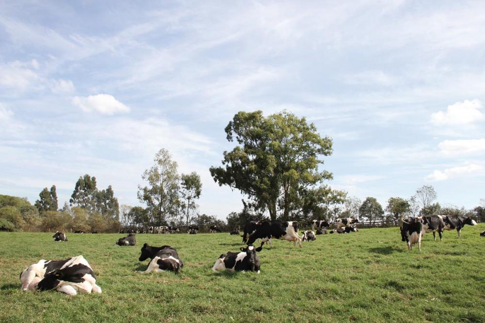 O produtor rural é o maior interessado em promover o bem-estar, pois, desta forma, o animal produz mais e melhor.