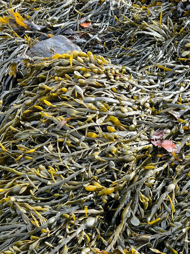 Com atuação no Brasil, BioAtlantis participa do projeto Booster na busca por cultivares de milho mais resilientes ao estresse climático. Foto Divulgação