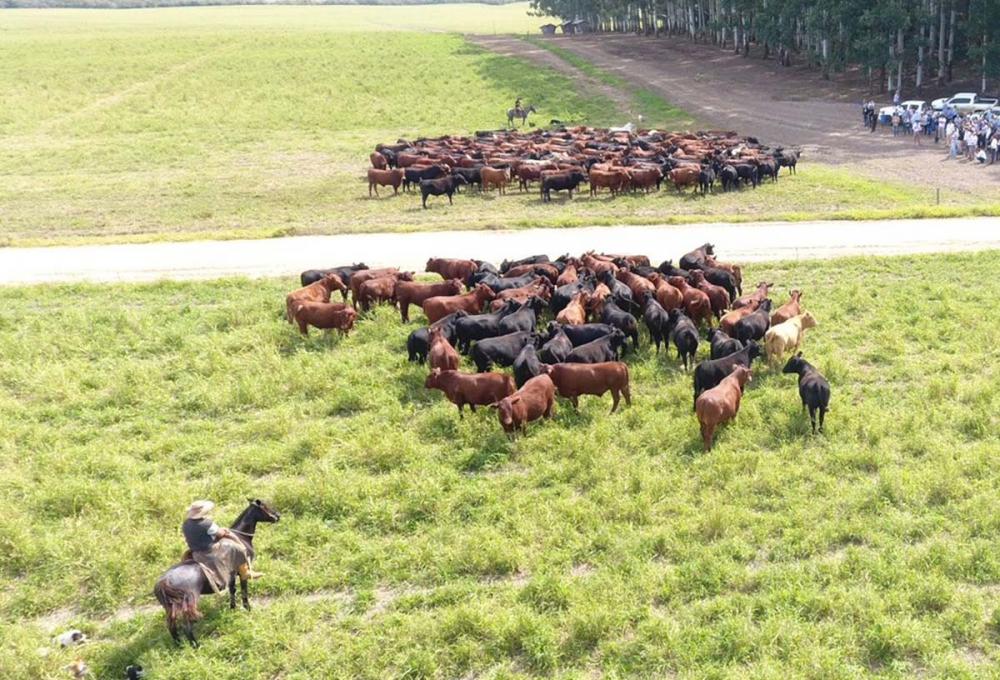 Para a comissão de Relacionamento com o Mercado do Instituto Desenvolve Pecuária, preços tiveram leve aumento de 5% mas ainda podem absorver mais 15%Foto: Divulgação