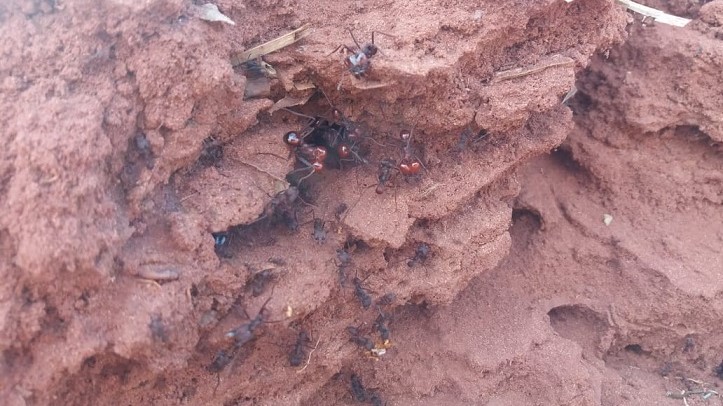 A ação envolve instruções sobre a identificação das espécies e práticas que podem ser adotados pelo agricultor para o enfrentamento do problema. Foto IDR-Paraná
