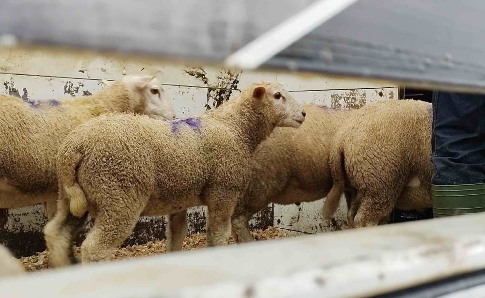 Abertura de mercado Foto Toninho Anhaia