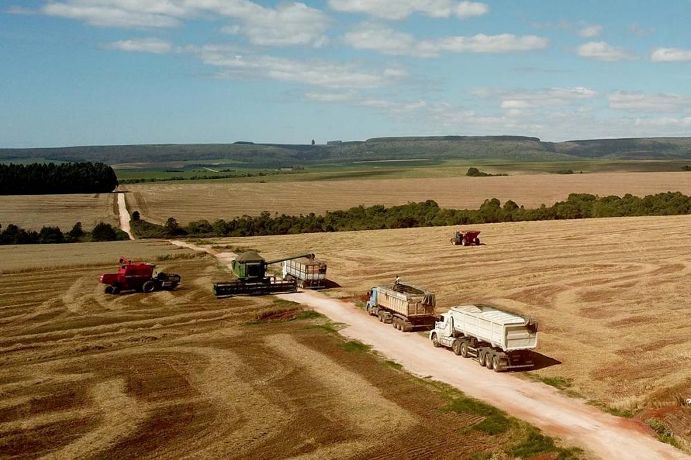 Brasil tem estimativa de safra recorde em 2023. Foto Toninho Anhaia