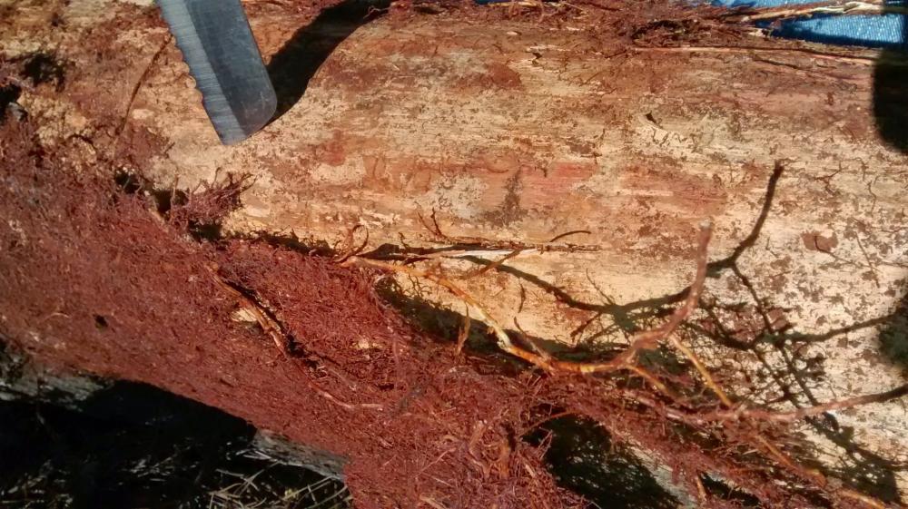 As raízes das árvores adjacentes colonizaram a região entre o lenho e a casca da árvore morta, formando um manto de raízes que também cresceram na parte interna da casca. Fotos: Rangel Consalter/Acervo