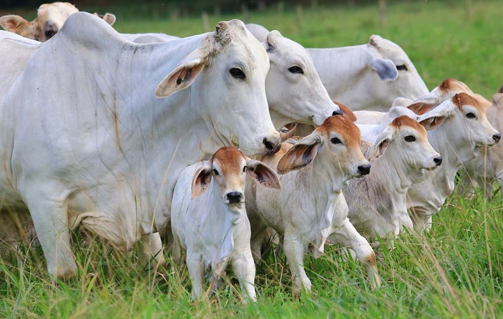 O simpósio vai traçar um panorama da economia nacional e internacional, debater o panorama do segmento de nutrição animal. Foto Brahman - Credito Carlos Lopes