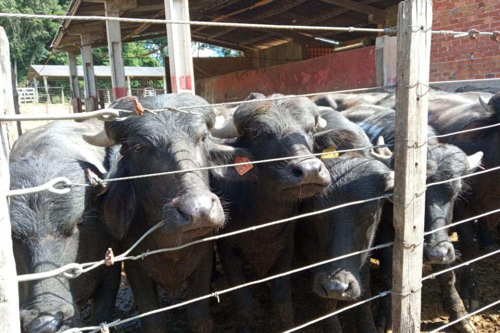 Produção de búfalos contribuiu com R$ 39,7 milhões para o VBP do Paraná Foto: IDR